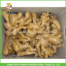 De Boa Qualidade China Fresh Ginger Em PVC Carton